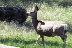 Valley Ranch Roundup Deer 2