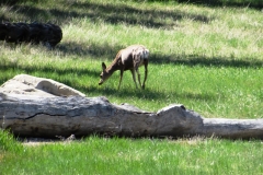 Valley Ranch Roundup Deer